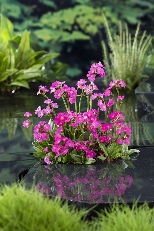 Primula