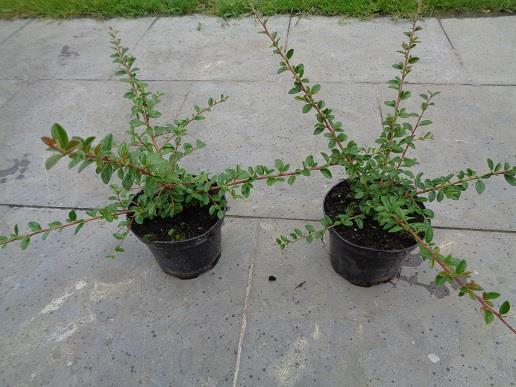 cotoneaster
