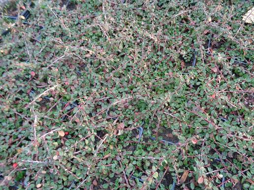 cotoneaster