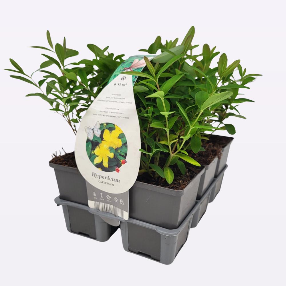 hypericum