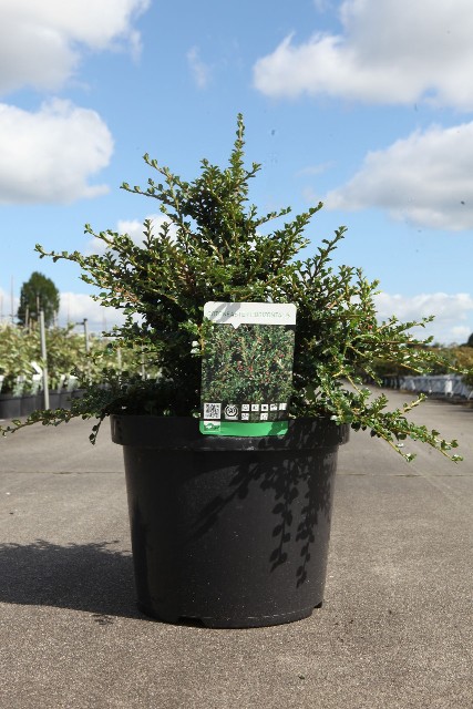 cotoneaster