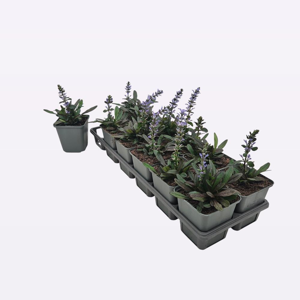 ajuga