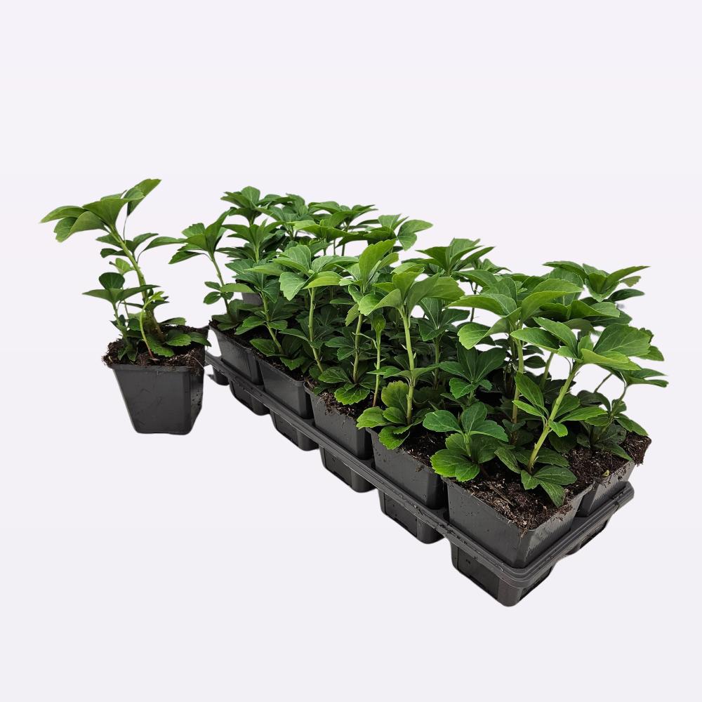 Pachysandra