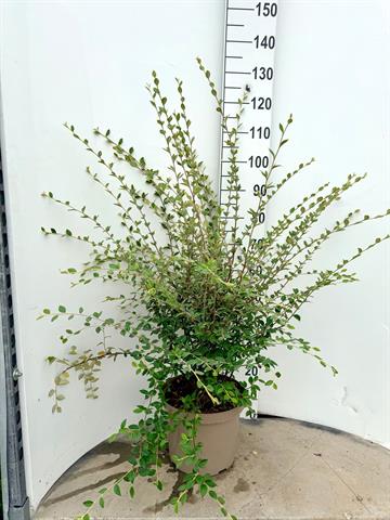 cotoneaster