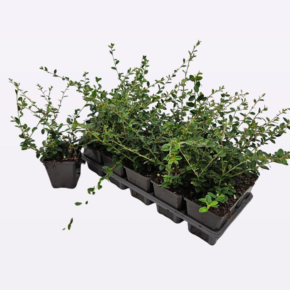 Cotoneaster