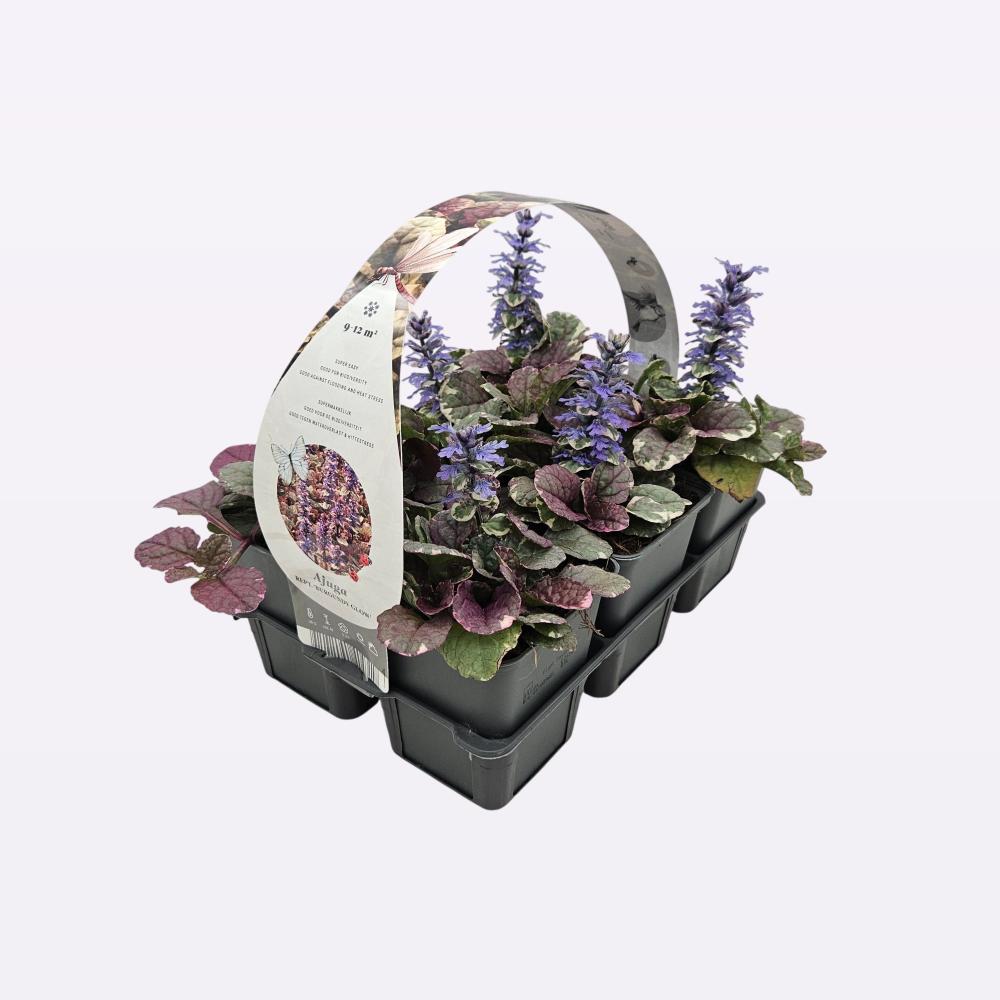 ajuga