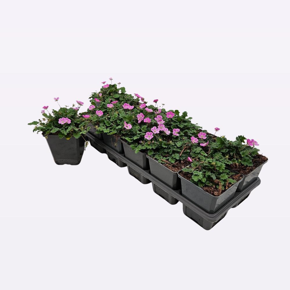 erodium