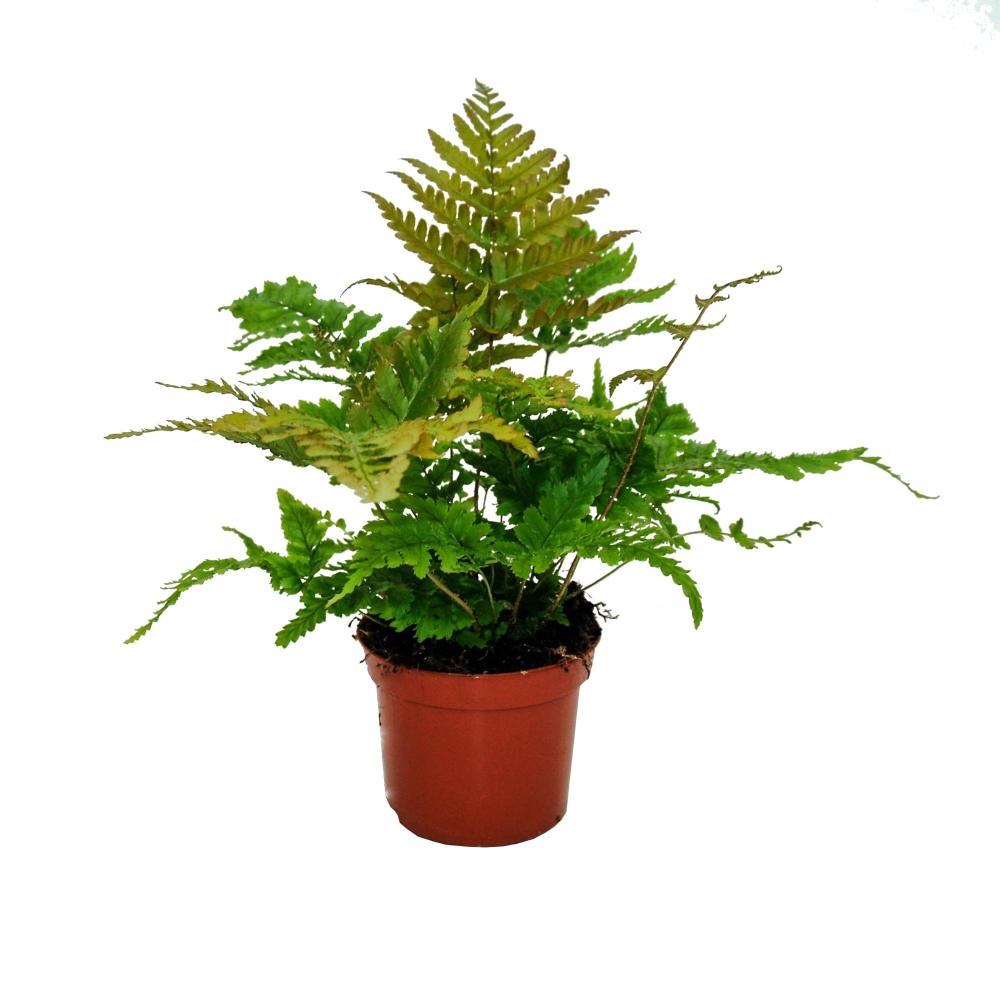 dryopteris