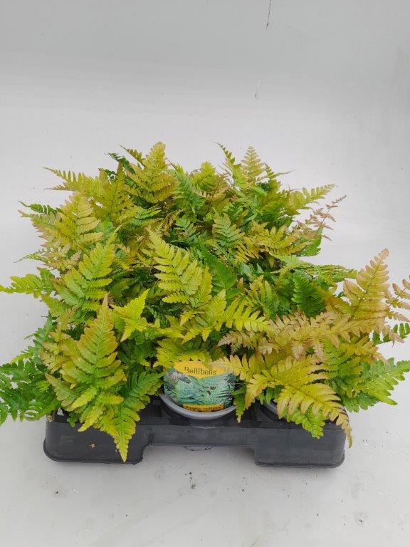 dryopteris