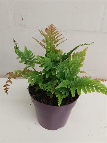 dryopteris