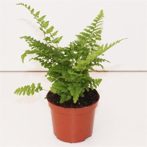 dryopteris
