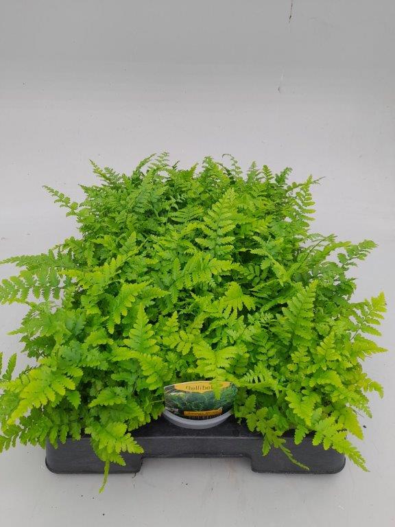 dryopteris