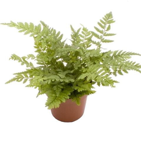 athyrium