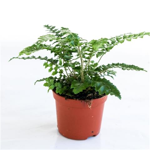polystichum