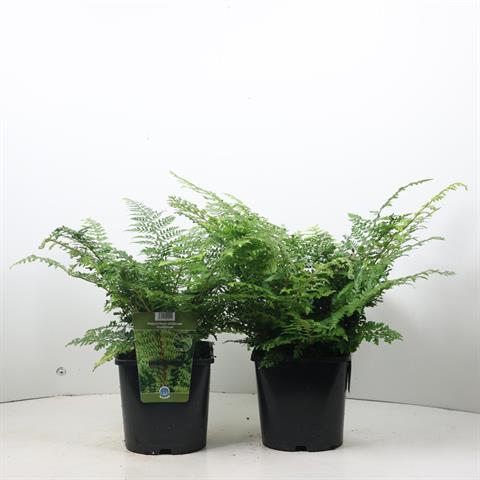 polystichum