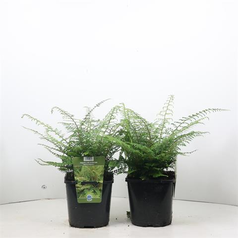 polystichum