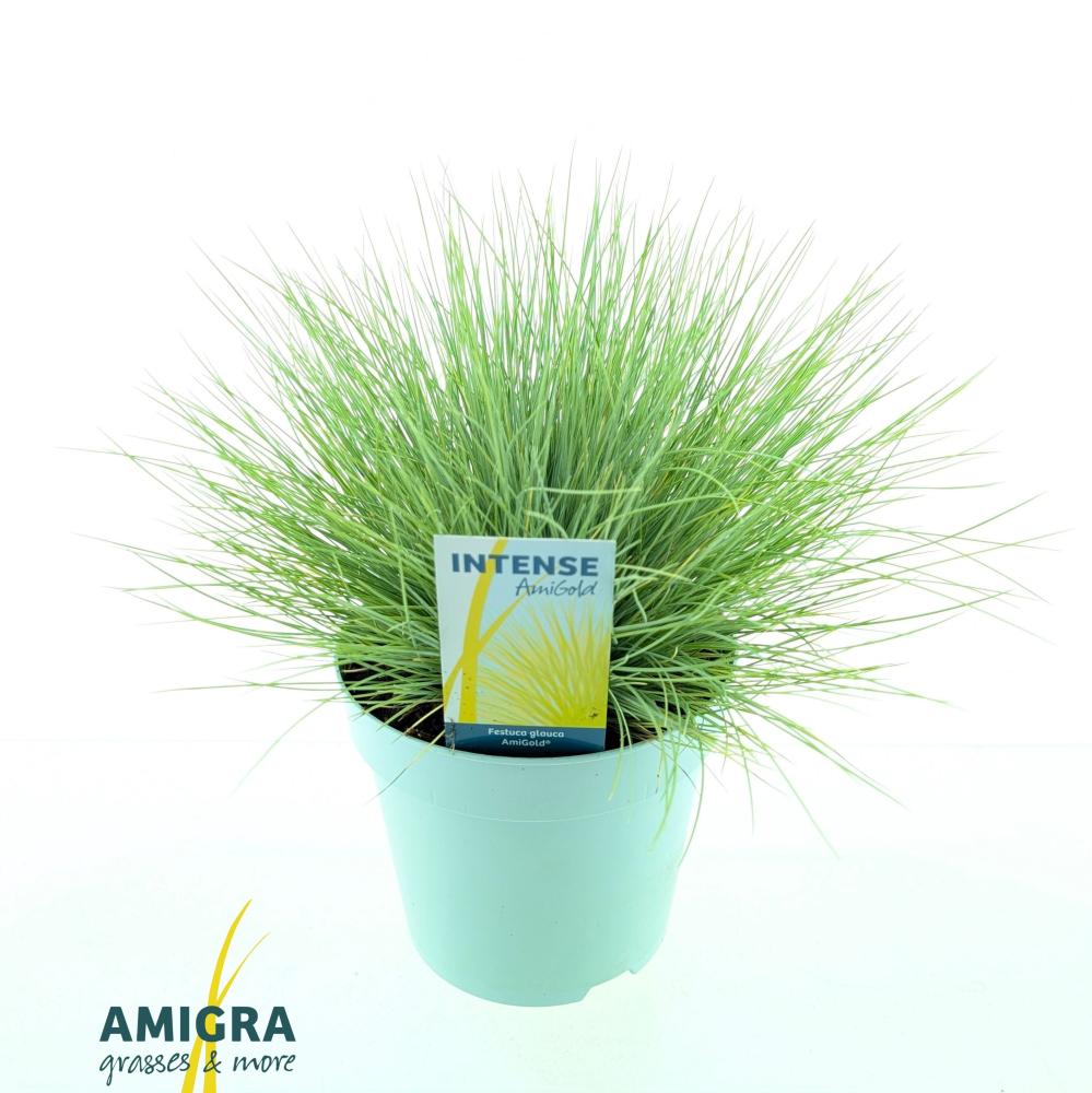 festuca