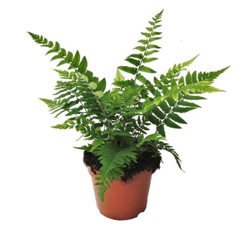 dryopteris