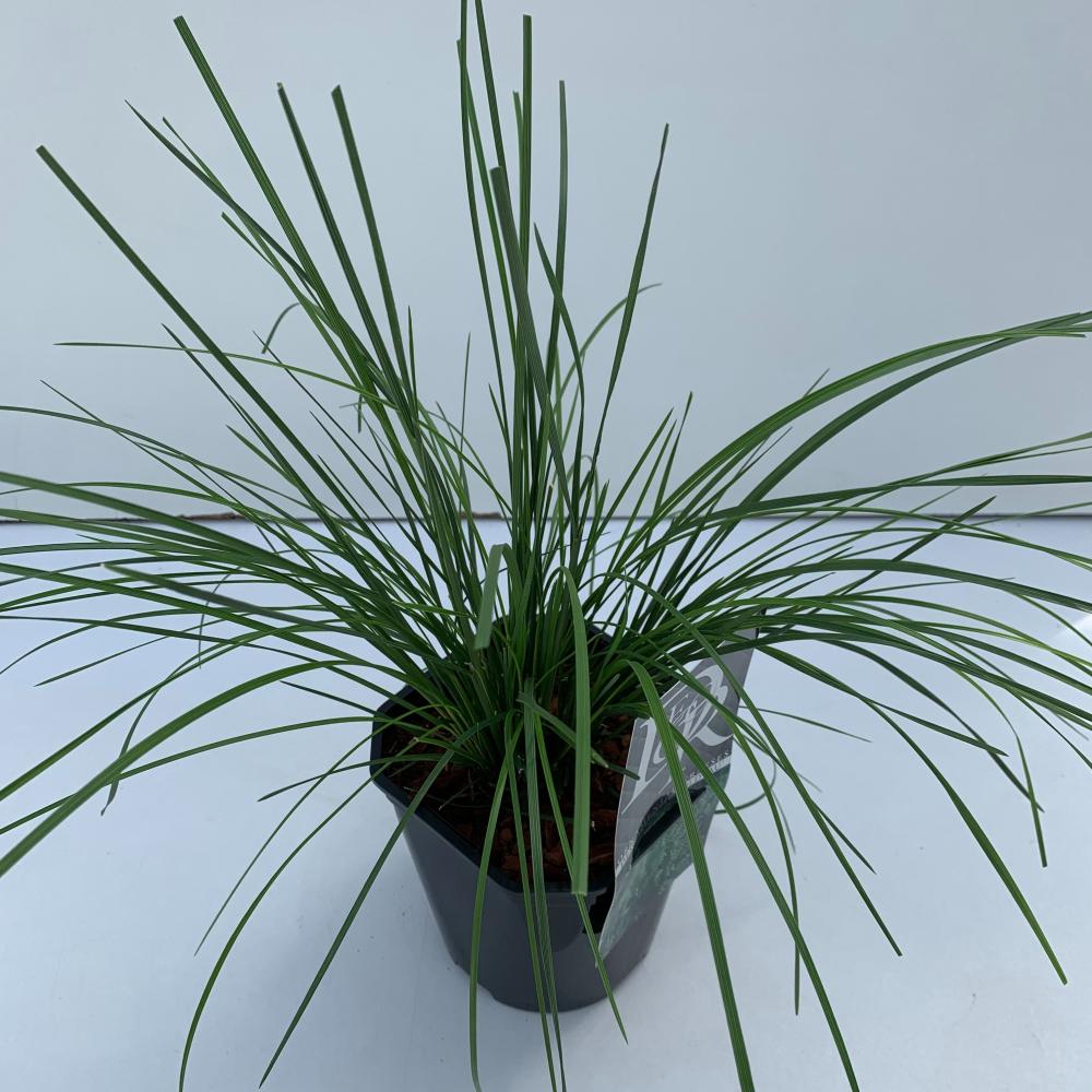 Deschampsia