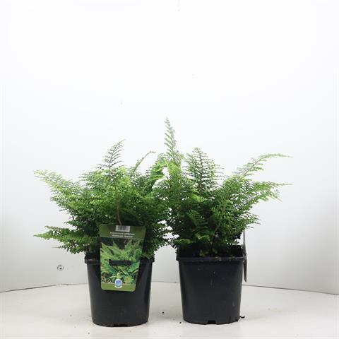 polystichum