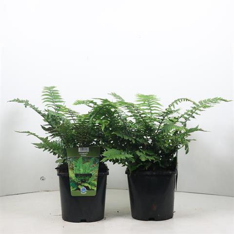 dryopteris