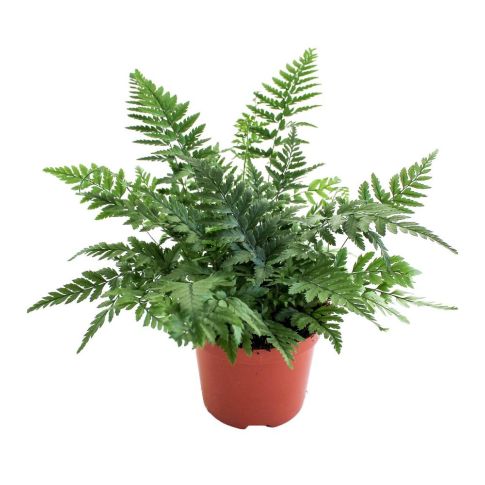 polystichum