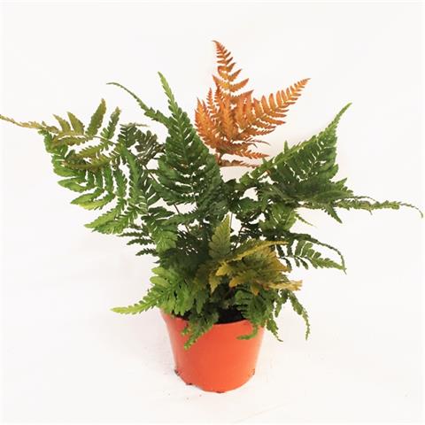 dryopteris