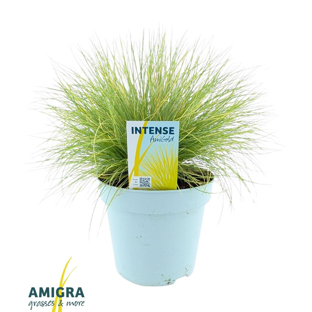 festuca