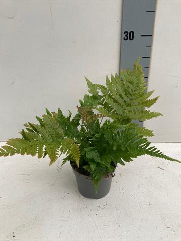 dryopteris