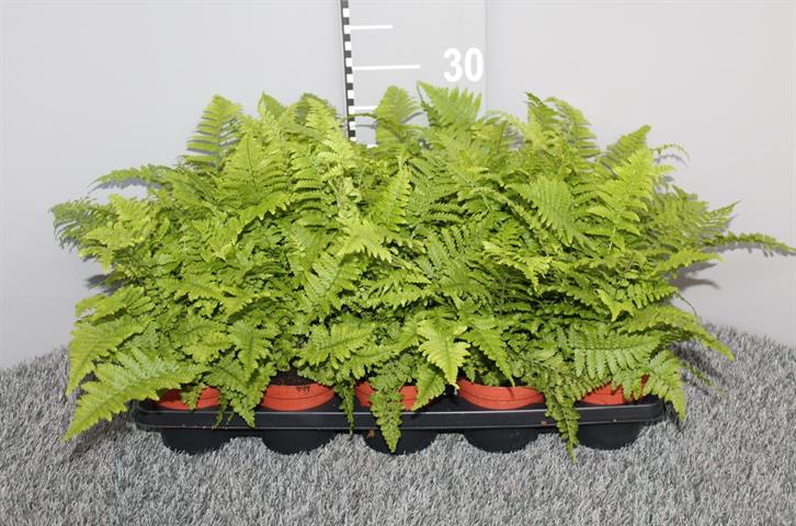 dryopteris