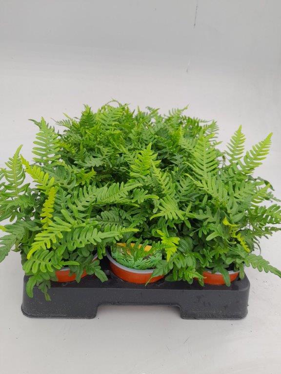 Polypodium