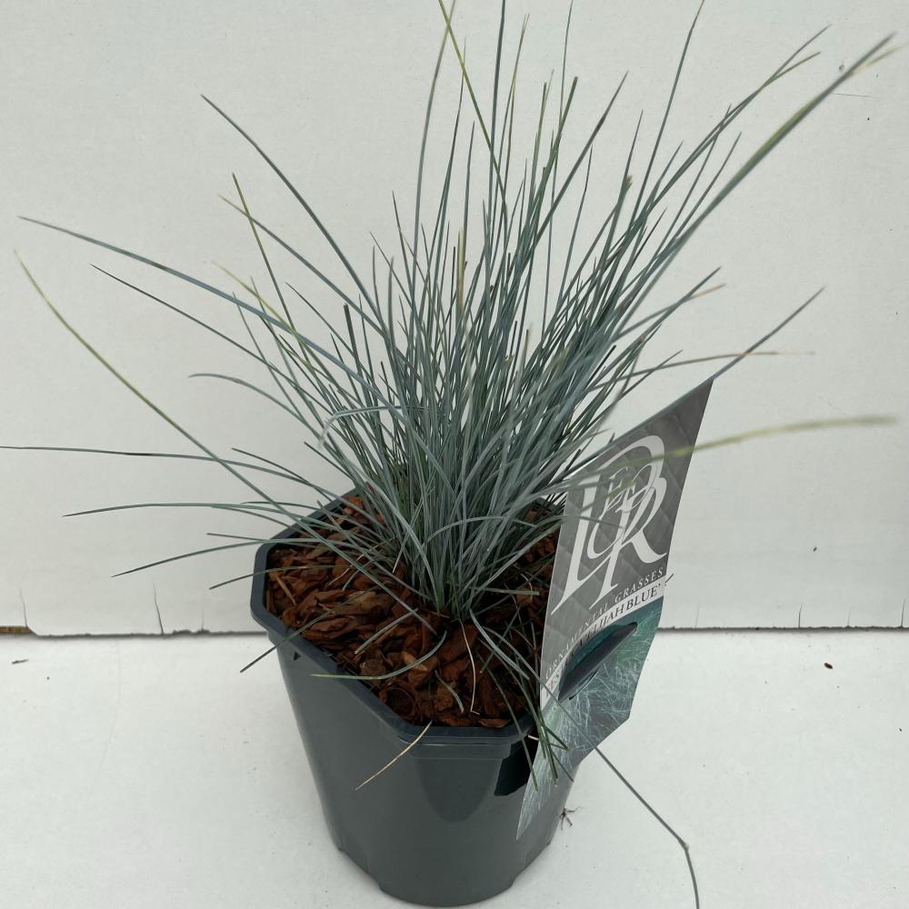festuca