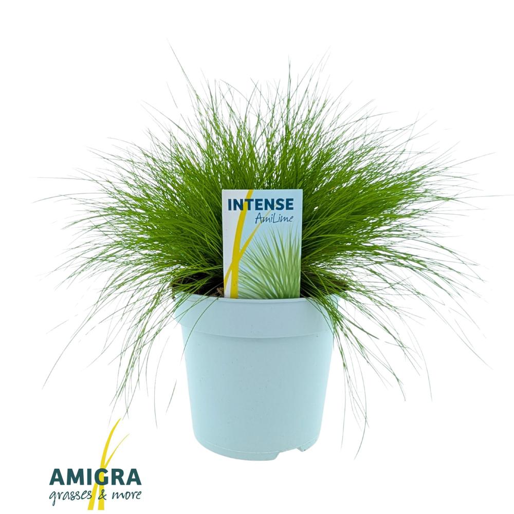 deschampsia