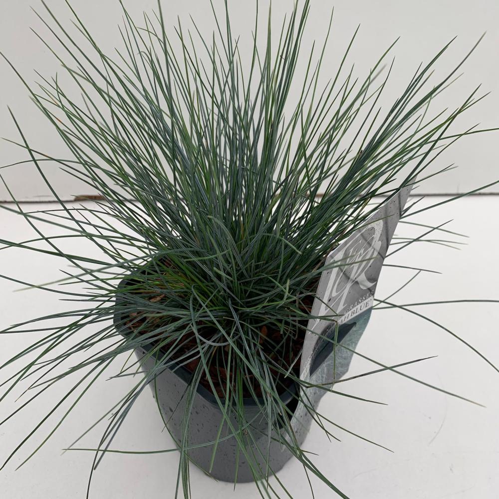 festuca