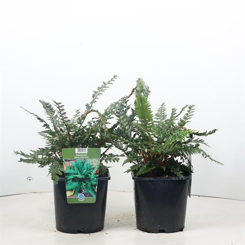 fougères d'extérieur