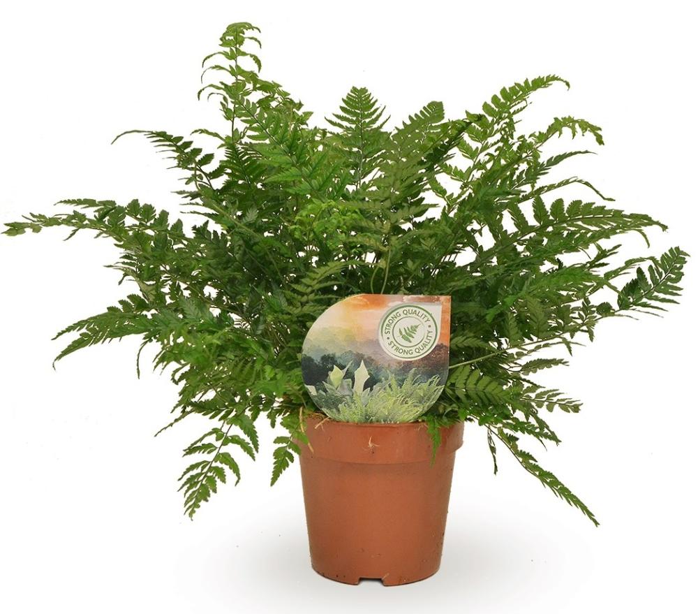 athyrium