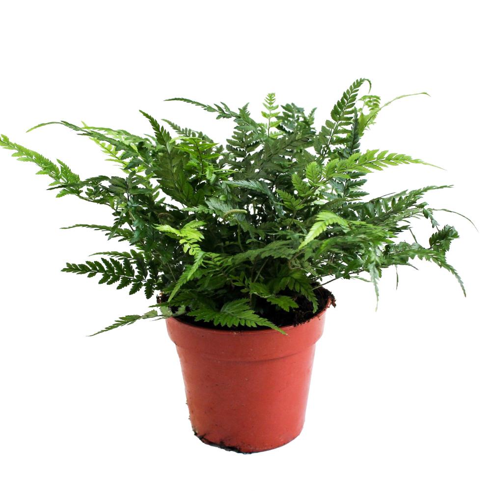 Polystichum