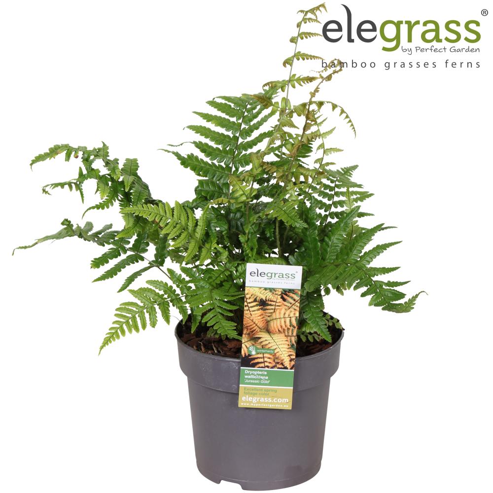 dryopteris