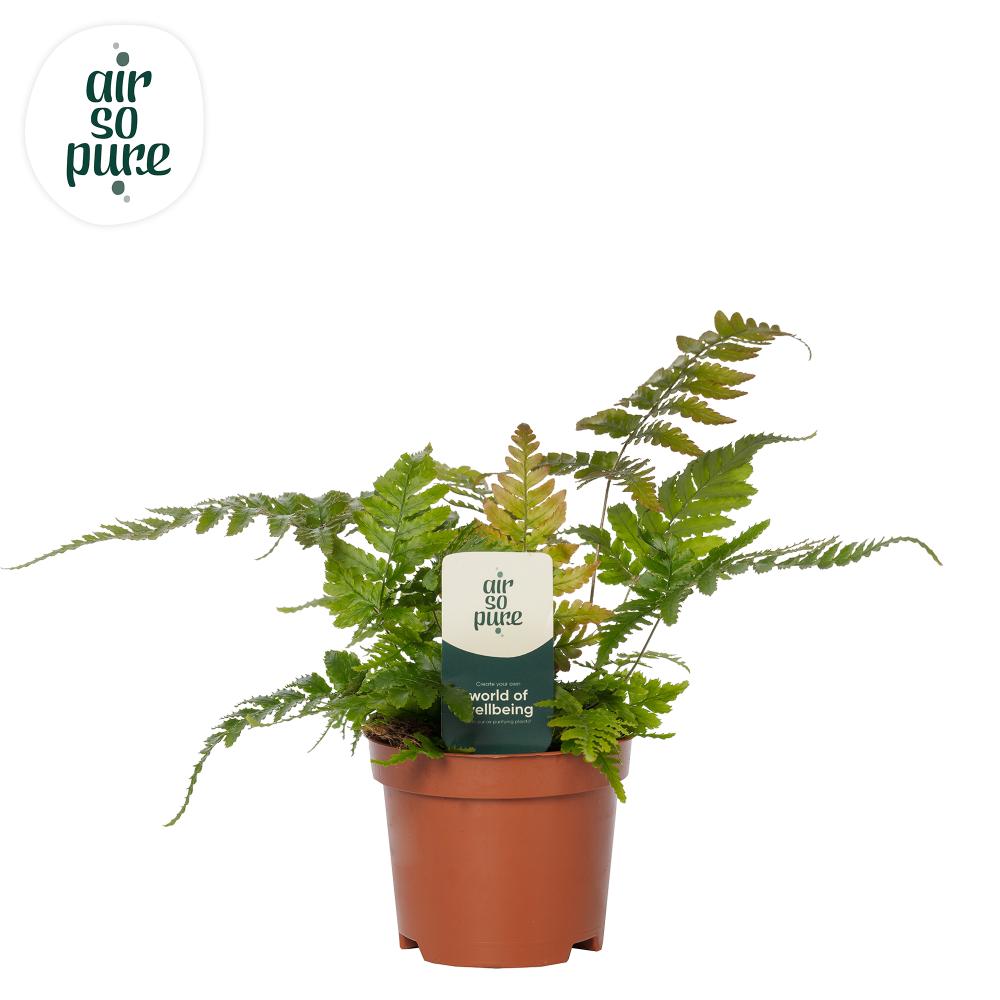 dryopteris