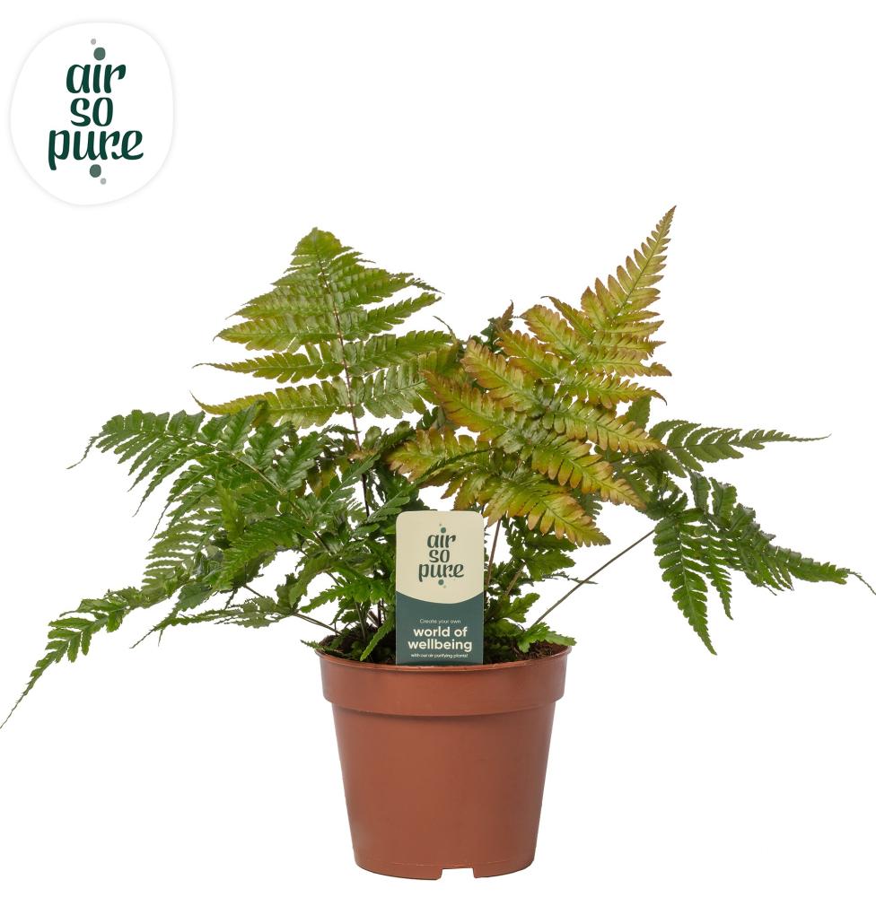 dryopteris