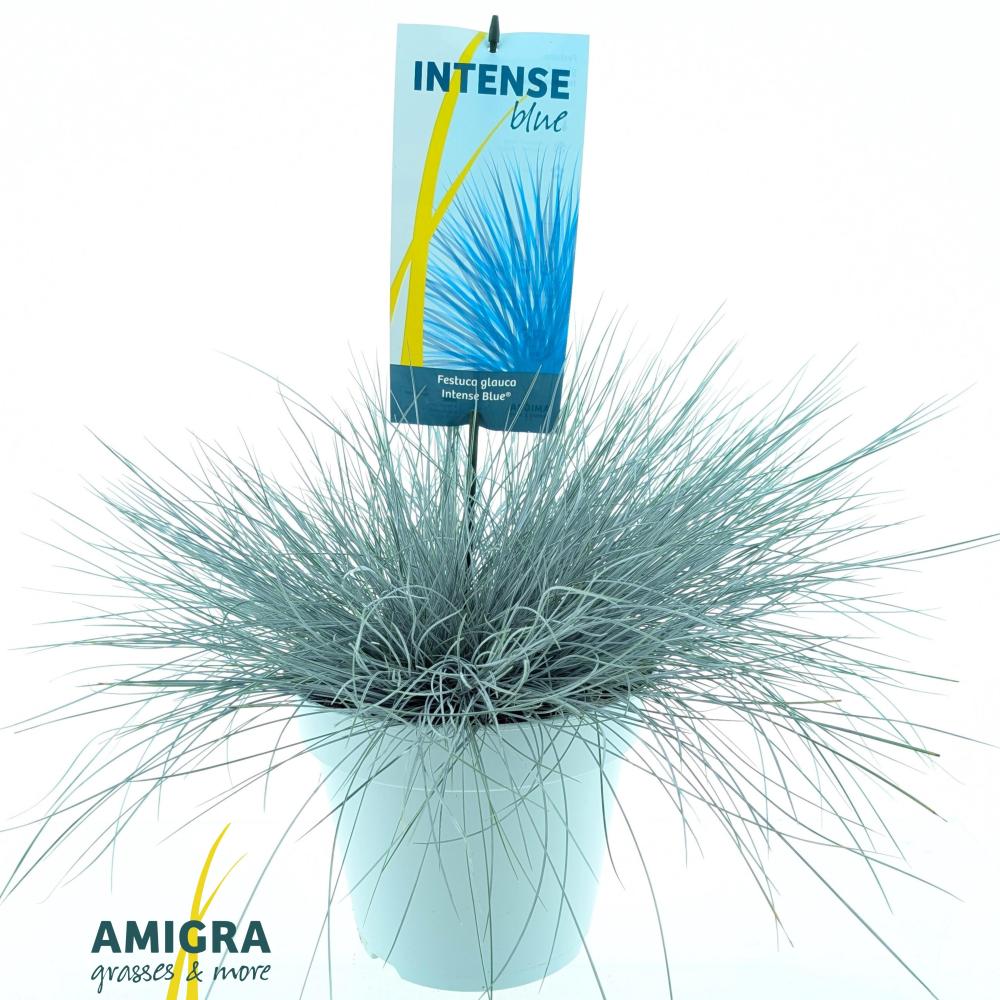 Festuca