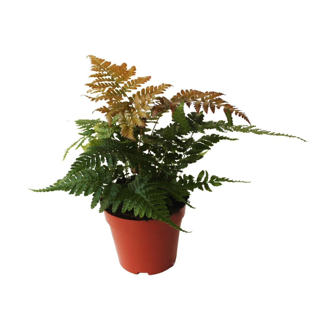 Dryopteris