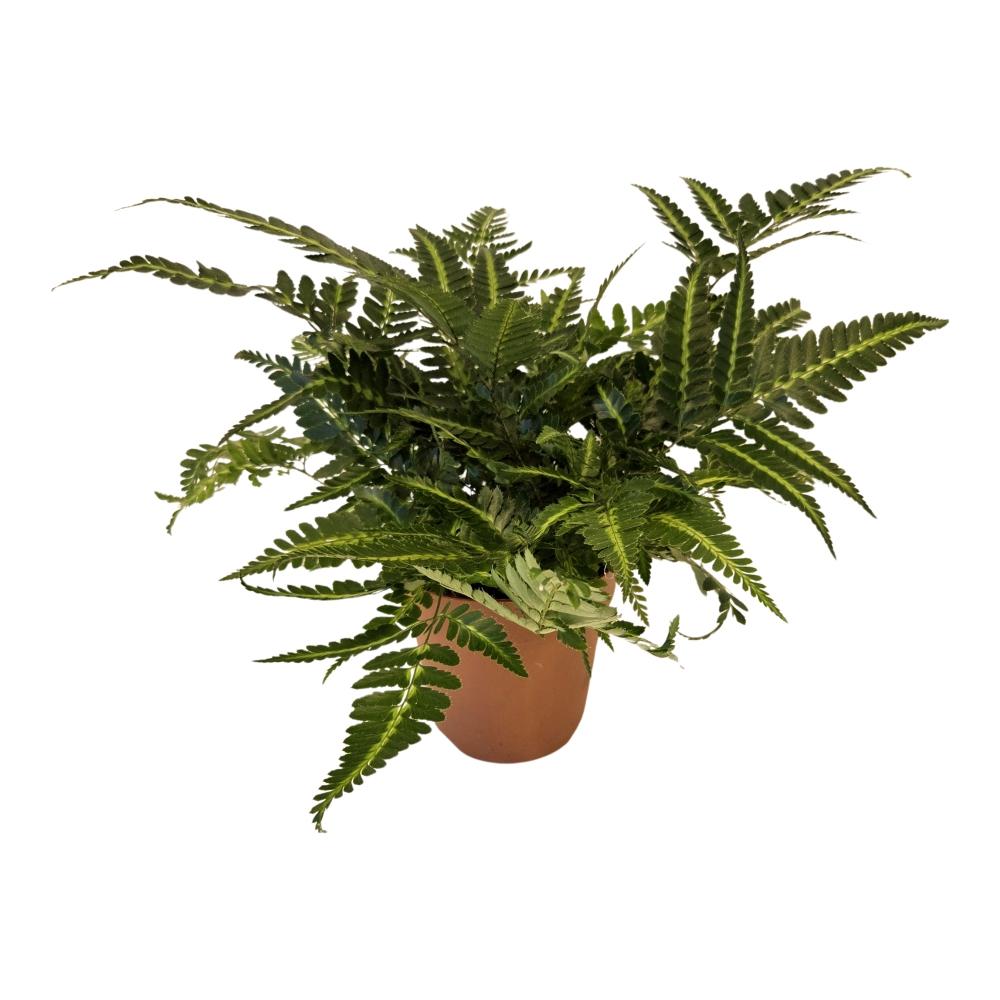 fougères d'extérieur