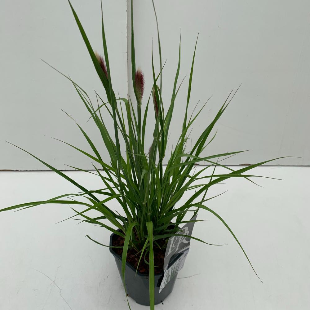 pennisetum