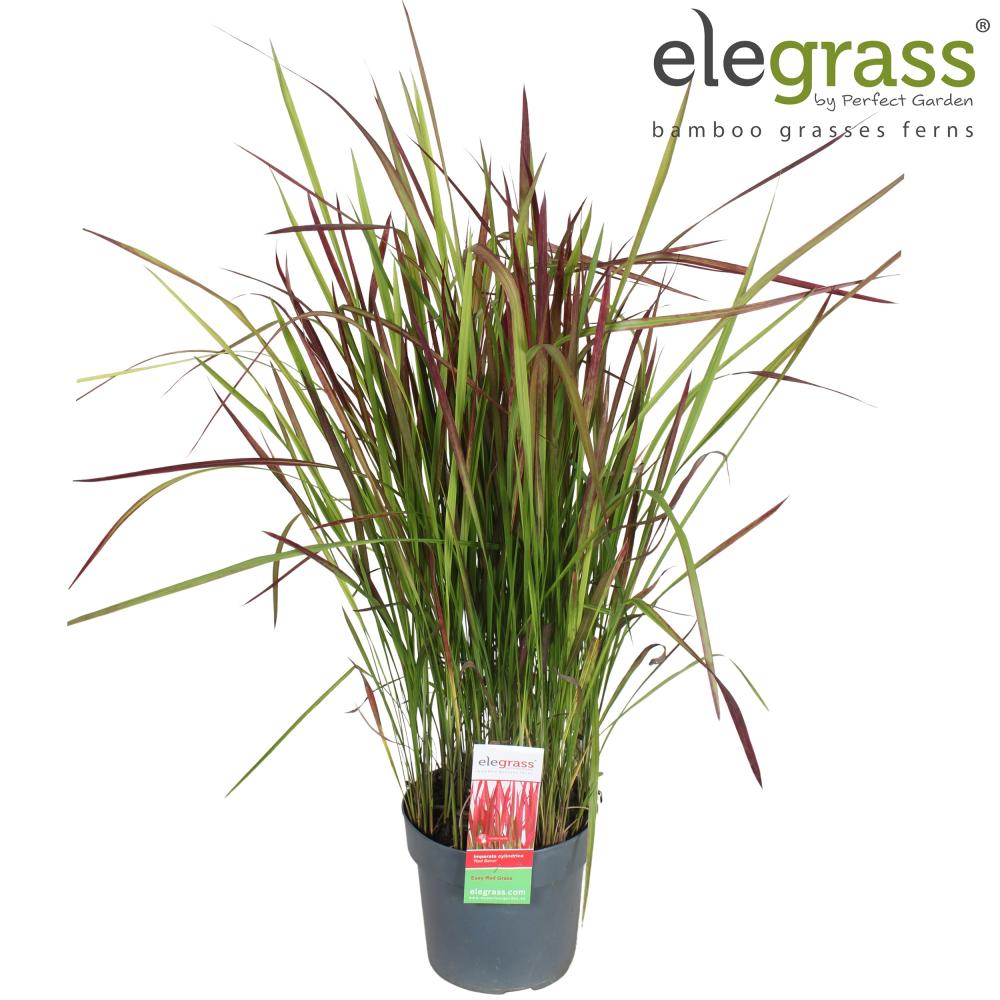 imperata