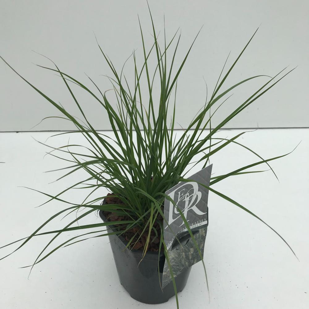 pennisetum