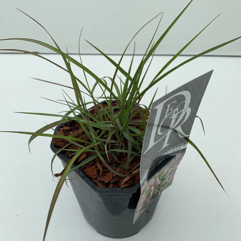 pennisetum