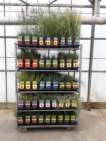 Graminees ornementales