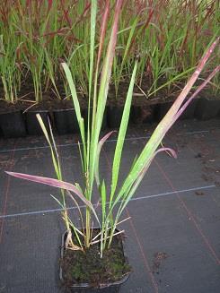 imperata
