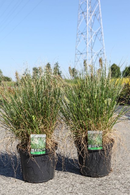 pennisetum